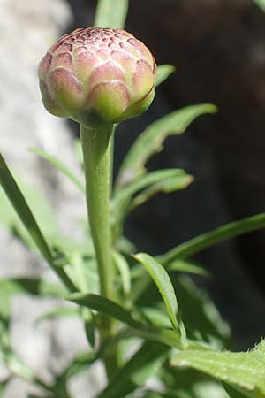 Cephalaria leucantha \ Wei&szlig;er Schuppenkopf / Yellow Scabiosa, F Pyren&auml;en/Pyrenees, Gorges de Galamus 23.7.2018