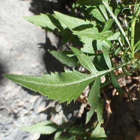 Cephalaria leucantha \ Wei&szlig;er Schuppenkopf / Yellow Scabiosa, F Pyren&auml;en/Pyrenees, Gorges de Galamus 23.7.2018