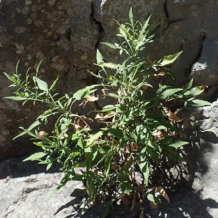 Cephalaria leucantha \ Wei&szlig;er Schuppenkopf / Yellow Scabiosa, F Pyren&auml;en/Pyrenees, Gorges de Galamus 23.7.2018