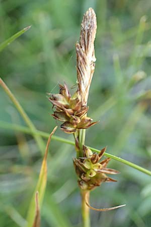 Carex liparocarpos ? \ Glanz-Segge /  Sedge, F Pyren&auml;en/Pyrenees, Mont Louis 3.8.2018
