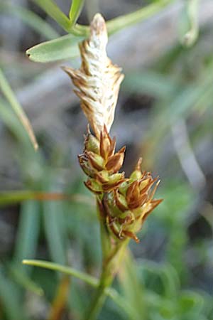 Carex liparocarpos ? \ Glanz-Segge /  Sedge, F Pyren&auml;en/Pyrenees, Mont Louis 3.8.2018