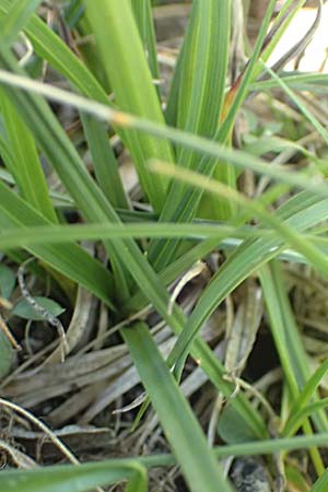 Carex liparocarpos ? \ Glanz-Segge /  Sedge, F Pyren&auml;en/Pyrenees, Mont Louis 3.8.2018