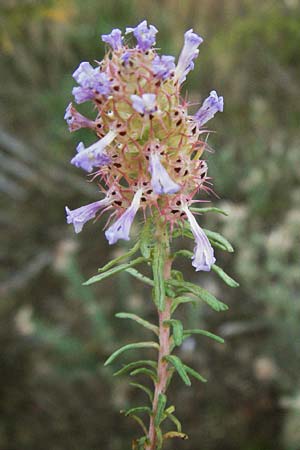 Coris monspeliensis \ Stacheltr�ubchen / Montpellier Coris, F St.  Martin-de-Crau 9.6.2006
