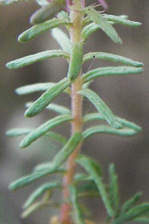Coris monspeliensis \ Stacheltr�ubchen / Montpellier Coris, F St.  Martin-de-Crau 9.6.2006