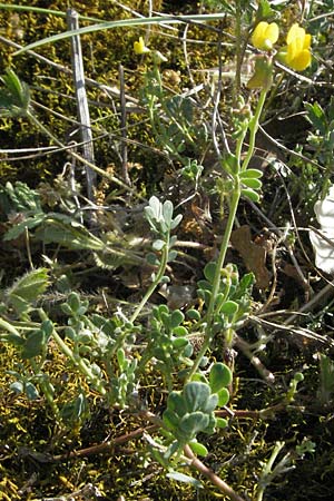 Coronilla minima \ Kleine Kronwicke / Small Scorpion Vetch, F Serres 10.6.2006