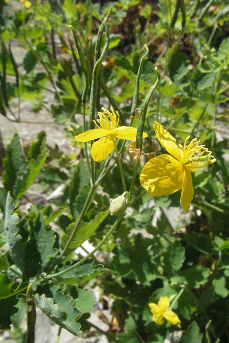 Chelidonium majus \ Groes Schllkraut, F Allevard 11.6.2006