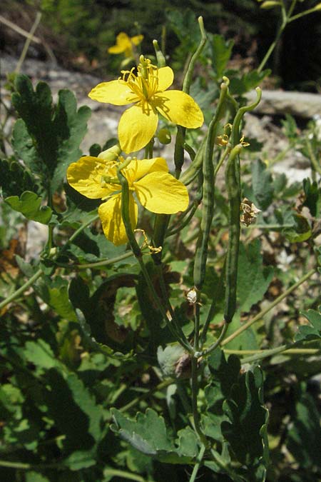 Chelidonium majus \ Groes Schllkraut, F Allevard 11.6.2006