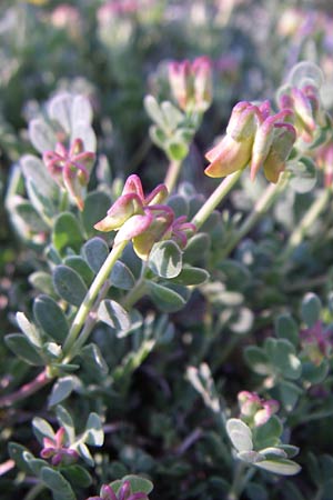 Coronilla minima \ Kleine Kronwicke / Small Scorpion Vetch, F Col de Gleize 22.6.2008