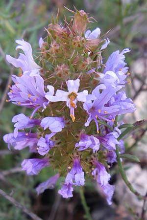 Coris monspeliensis \ Stacheltr�ubchen / Montpellier Coris, F Grand Canyon du Verdon 23.6.2008
