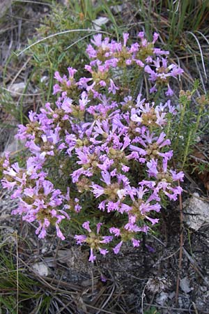 Coris monspeliensis \ Stacheltr�ubchen / Montpellier Coris, F Grand Canyon du Verdon 23.6.2008