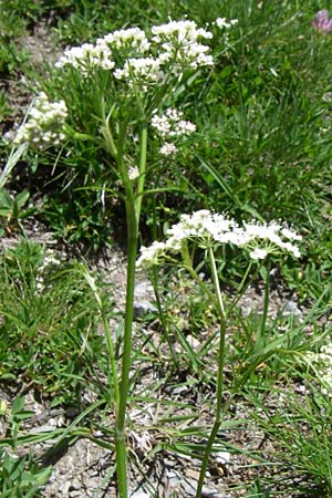 Conopodium majus \ Franzsische Erdkastanie / Pignut, F Pyrenäen/Pyrenees, Puymorens 26.6.2008