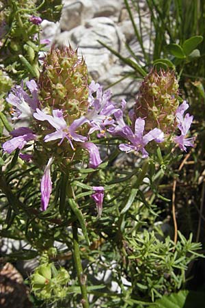 Coris monspeliensis \ Stacheltr�ubchen / Montpellier Coris, F Saint-Guilhem-le-Desert 1.6.2009