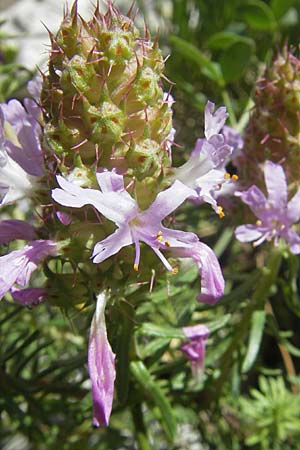Coris monspeliensis \ Stacheltr�ubchen / Montpellier Coris, F Saint-Guilhem-le-Desert 1.6.2009