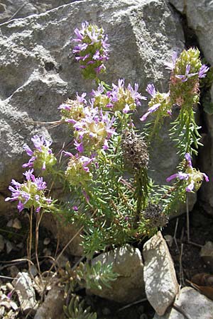 Coris monspeliensis \ Stacheltr�ubchen / Montpellier Coris, F Saint-Guilhem-le-Desert 1.6.2009