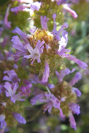 Coris monspeliensis \ Stacheltr�ubchen / Montpellier Coris, F Saint-Guilhem-le-Desert 1.6.2009