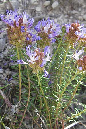 Coris monspeliensis \ Stacheltr�ubchen / Montpellier Coris, F Lac de Salagou 4.6.2009