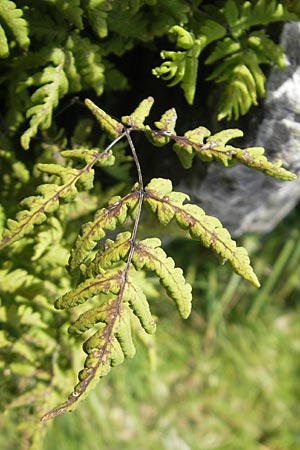 Cystopteris montana \ Berg-Blasenfarn / Mountain Bladder Fern, F Pyrenäen/Pyrenees, Gourette 25.8.2011