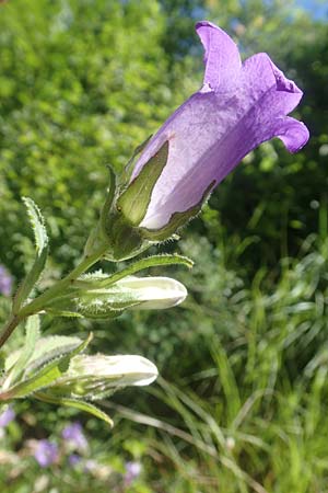 Campanula medium \ Marien-Glockenblume / Canterbury Bells, F Gap 9.7.2016