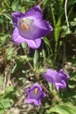 Campanula medium \ Marien-Glockenblume / Canterbury Bells, F Gap 9.7.2016
