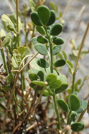 Coronilla minima \ Kleine Kronwicke / Small Scorpion Vetch, F Pyrenäen/Pyrenees, Gorges de Galamus 23.7.2018