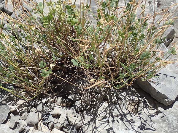 Coronilla minima \ Kleine Kronwicke / Small Scorpion Vetch, F Pyrenäen/Pyrenees, Gorges de Galamus 23.7.2018