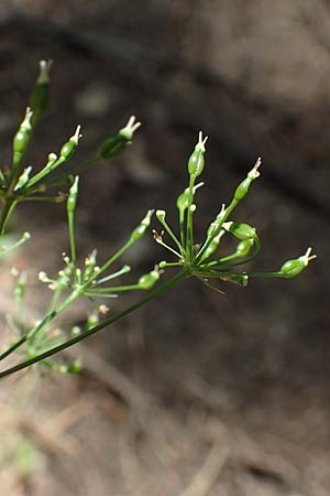 Conopodium majus \ Franzsische Erdkastanie / Pignut, F Pyrenäen/Pyrenees, Canigou 24.7.2018