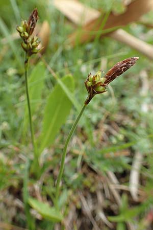 Carex montana \ Berg-Segge / Mountain Sedge, Soft-Leaved Sedge, F Vogesen/Vosges, Grand Ballon 18.6.2019
