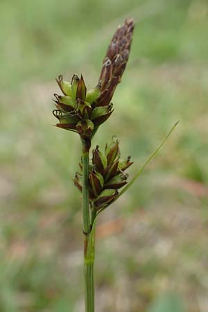 Carex montana \ Berg-Segge / Mountain Sedge, Soft-Leaved Sedge, F Vogesen/Vosges, Grand Ballon 18.6.2019