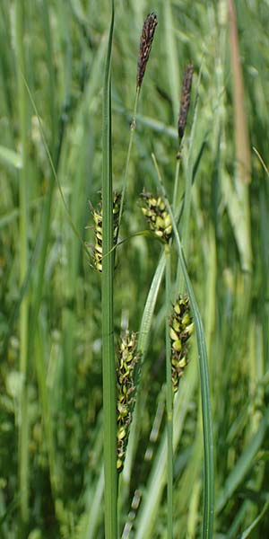 Carex melanostachya \ Schwarzhrige Segge / Great Plains Sedge, Black-Billed Sedge, F Sermoyer 4.5.2023