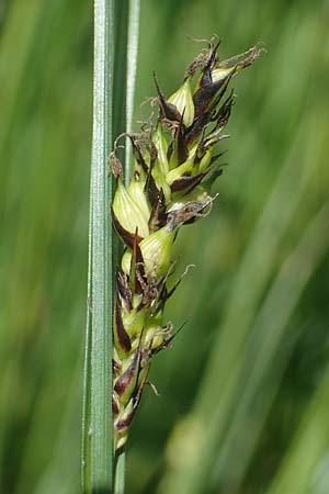 Carex melanostachya \ Schwarzhrige Segge / Great Plains Sedge, Black-Billed Sedge, F Sermoyer 4.5.2023