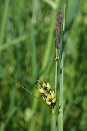 Carex melanostachya \ Schwarzhrige Segge / Great Plains Sedge, Black-Billed Sedge, F Sermoyer 4.5.2023