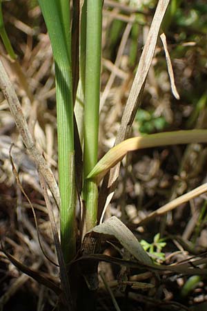 Carex melanostachya \ Schwarzhrige Segge / Great Plains Sedge, Black-Billed Sedge, F Sermoyer 4.5.2023