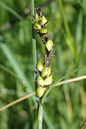 Carex melanostachya \ Schwarzhrige Segge / Great Plains Sedge, Black-Billed Sedge, F Sermoyer 4.5.2023