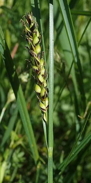 Carex melanostachya \ Schwarzhrige Segge / Great Plains Sedge, Black-Billed Sedge, F Sermoyer 4.5.2023