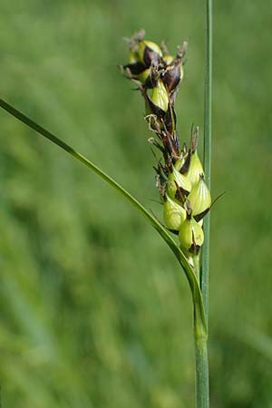 Carex melanostachya \ Schwarzhrige Segge / Great Plains Sedge, Black-Billed Sedge, F Sermoyer 4.5.2023