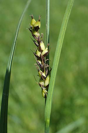Carex melanostachya \ Schwarzhrige Segge / Great Plains Sedge, Black-Billed Sedge, F Sermoyer 4.5.2023