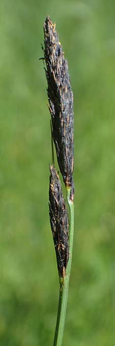 Carex melanostachya \ Schwarzhrige Segge / Great Plains Sedge, Black-Billed Sedge, F Sermoyer 4.5.2023