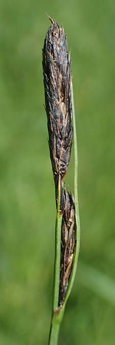 Carex melanostachya \ Schwarzhrige Segge / Great Plains Sedge, Black-Billed Sedge, F Sermoyer 4.5.2023