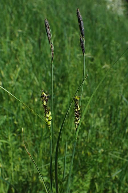 Carex melanostachya \ Schwarzhrige Segge / Great Plains Sedge, Black-Billed Sedge, F Sermoyer 4.5.2023