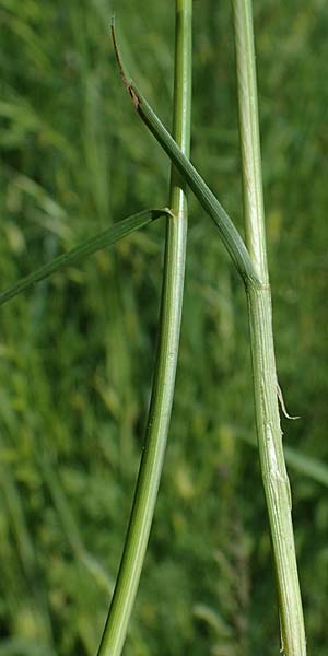Carex melanostachya \ Schwarzhrige Segge / Great Plains Sedge, Black-Billed Sedge, F Sermoyer 4.5.2023