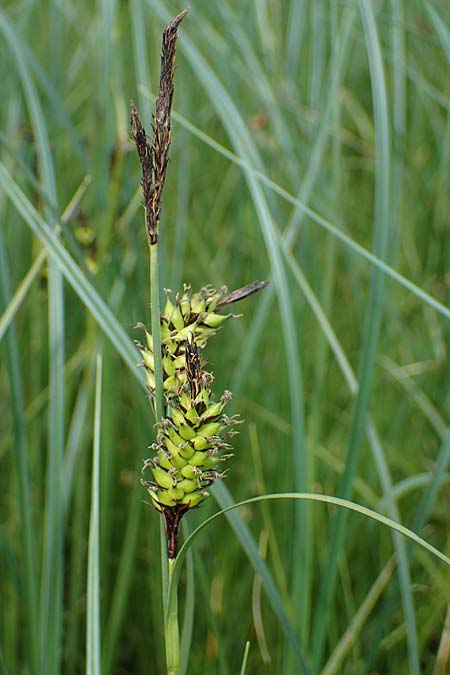 Carex melanostachya \ Schwarzhrige Segge / Great Plains Sedge, Black-Billed Sedge, F Sermoyer 4.5.2023