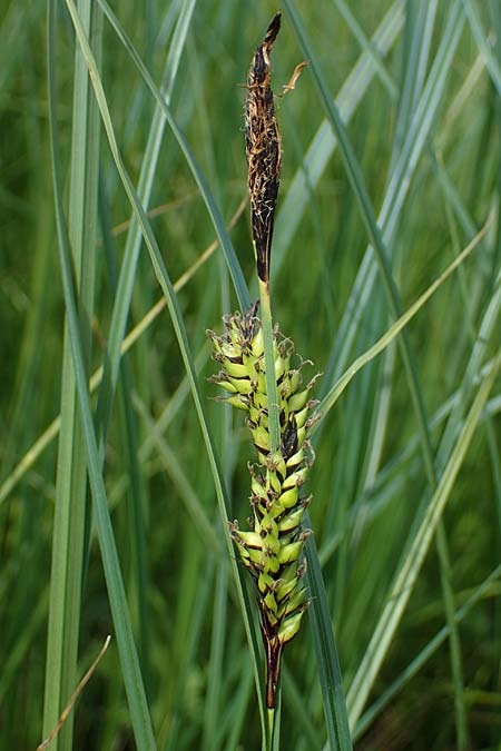 Carex melanostachya \ Schwarzhrige Segge / Great Plains Sedge, Black-Billed Sedge, F Sermoyer 4.5.2023