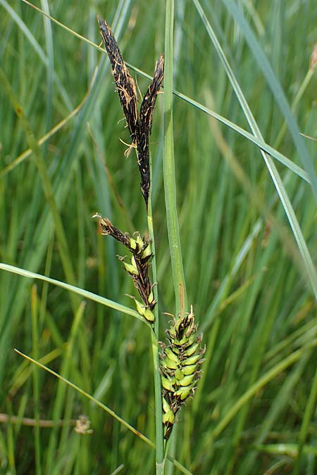 Carex melanostachya \ Schwarzhrige Segge / Great Plains Sedge, Black-Billed Sedge, F Sermoyer 4.5.2023
