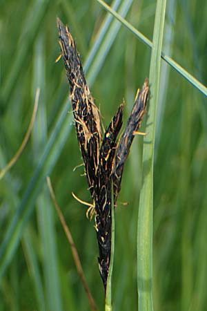 Carex melanostachya \ Schwarzhrige Segge / Great Plains Sedge, Black-Billed Sedge, F Sermoyer 4.5.2023