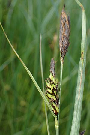Carex melanostachya \ Schwarzhrige Segge / Great Plains Sedge, Black-Billed Sedge, F Sermoyer 4.5.2023