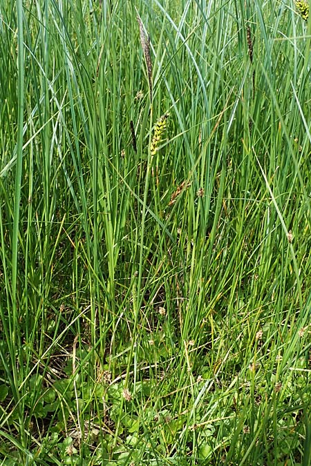 Carex melanostachya \ Schwarzhrige Segge / Great Plains Sedge, Black-Billed Sedge, F Sermoyer 4.5.2023