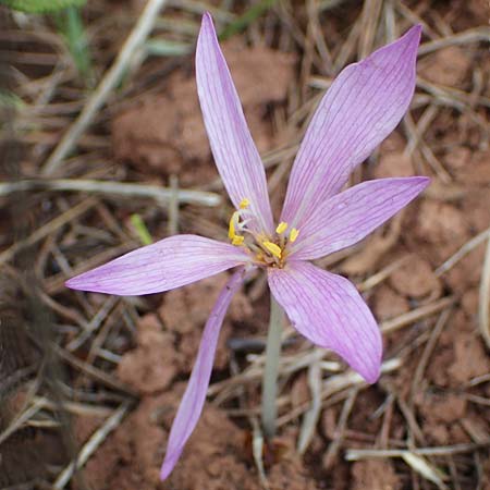 Colchicum neapolitanum \ Neapolitanische Zeitlose / Naples Autumn Crocus, F Maures, La Garde Freinet 8.10.2021