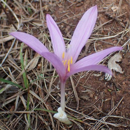 Colchicum neapolitanum \ Neapolitanische Zeitlose / Naples Autumn Crocus, F Maures, La Garde Freinet 8.10.2021