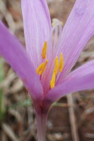 Colchicum neapolitanum \ Neapolitanische Zeitlose / Naples Autumn Crocus, F Maures, La Garde Freinet 8.10.2021