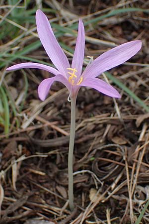 Colchicum neapolitanum \ Neapolitanische Zeitlose / Naples Autumn Crocus, F Maures, La Garde Freinet 8.10.2021